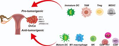 Shaping Immune Responses in the Tumor Microenvironment of Ovarian Cancer